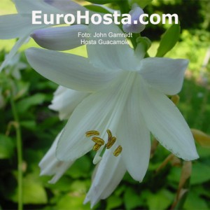 Hosta Guacamole - Eurohosta