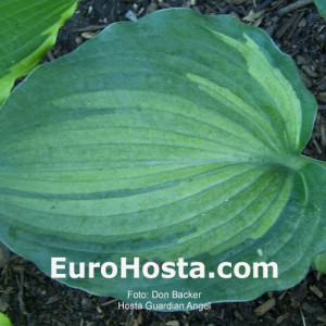 Hosta Guardian Angel - Eurohosta