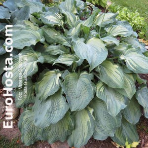 Hosta Guardian Angel - Eurohosta