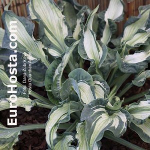 Hosta Guardian Angel - Eurohosta