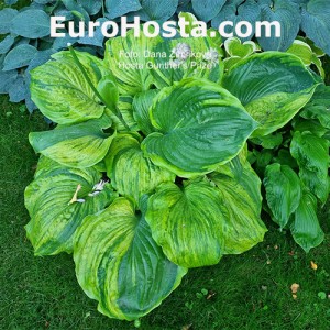 Hosta Gunther's Prize