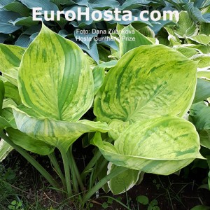 Hosta Gunther's Prize