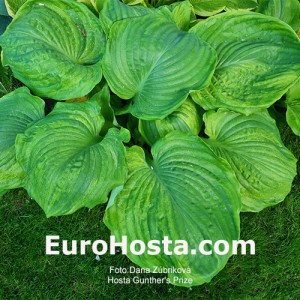 Hosta Gunther's Prize