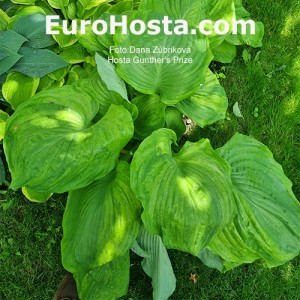 Hosta Gunther's Prize