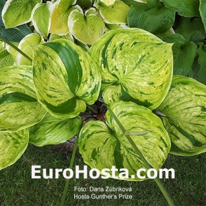 Hosta Gunther's Prize