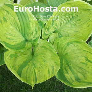 Hosta Gunther's Prize