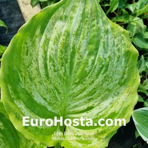 Hosta Gunther's Prize