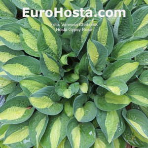 Hosta Gypsy Rose - Eurohosta