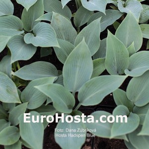 Hosta Hadspen Blue - Eurohosta