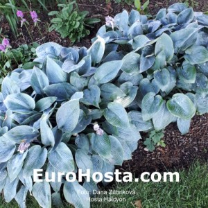 Hosta Halcyon - Eurohosta