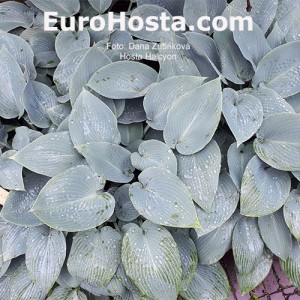 Hosta Halcyon - Eurohosta