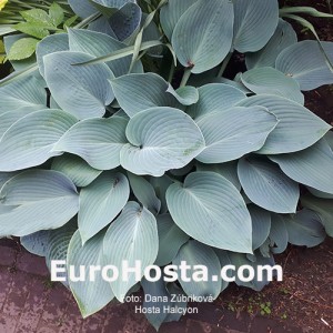 Hosta Halcyon - Eurohosta