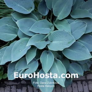 Hosta Halcyon - Eurohosta