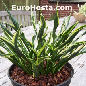 Hosta Hands Up - Eurohosta