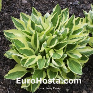 Hosta Blue Angel - Eurohosta