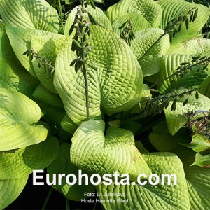 Hosta Harriette Ward