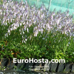 Hosta Harry van Trier - Eurohosta