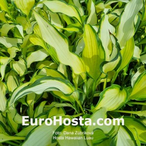 Hosta Hawaiian Luau