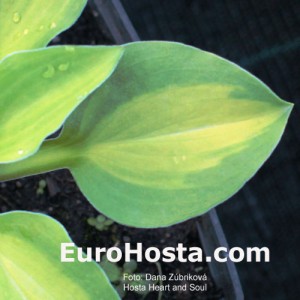 Hosta Heart and Soul - Eurohosta