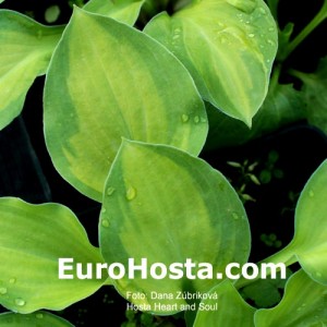 Hosta Heart and Soul - Eurohosta