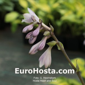 Hosta Heart and Soul - Eurohosta