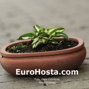 Hosta Hideout - Eurohosta