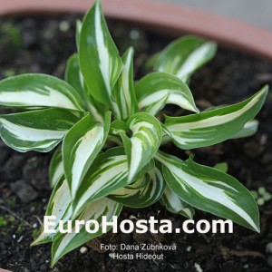 Hosta Hideout - Eurohosta