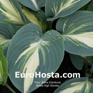 Hosta High Society - Eurohosta