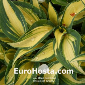 Hosta High Society - Eurohosta