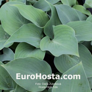 Hosta High Tide - Eurohosta