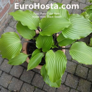 Hosta Holar Black Swan