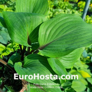 Hosta Hollar Crimson Crape