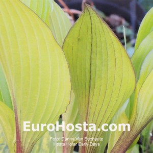 Hosta Holar Early Days