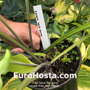 Hosta Holar High Waves