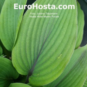 Hosta Holar Mystic Purple