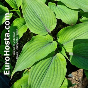 Hosta Holar Mystic Purple