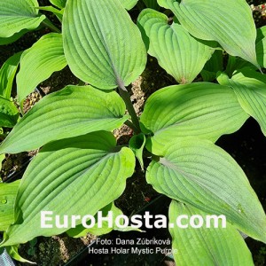 Hosta Holar Mystic Purple