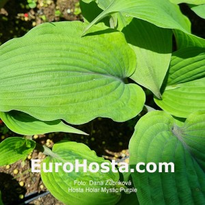 Hosta Holar Mystic Purple