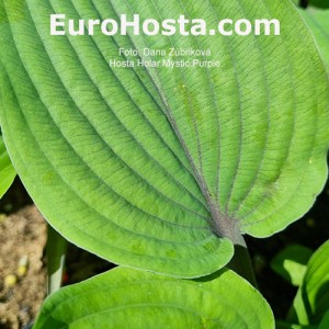 Hosta Holar Mystic Purple