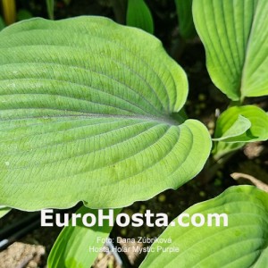 Hosta Holar Mystic Purple