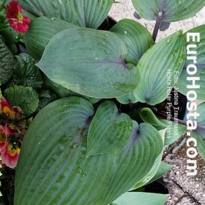 Hosta Holar Purple Flash