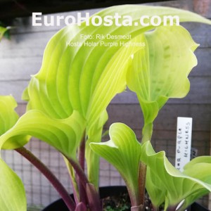 Hosta Holar Purple Highness