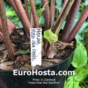 Hosta Holar Red Sea Shell