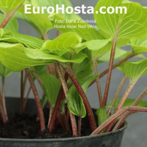 Hosta Holar Red Wine