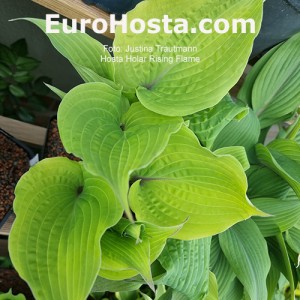 Hosta Holar Rising Flame