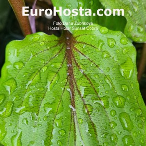 Hosta Holar Sunset Cobra