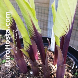 Hosta Holar Sunset Python