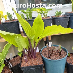 Hosta Holar Sunset Python