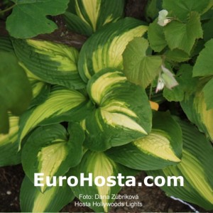 Hosta Hollywoods Lights - Eurohosta