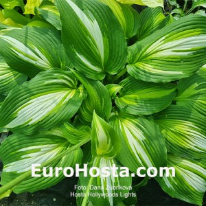 Hosta Hollywoods Lights - Eurohosta